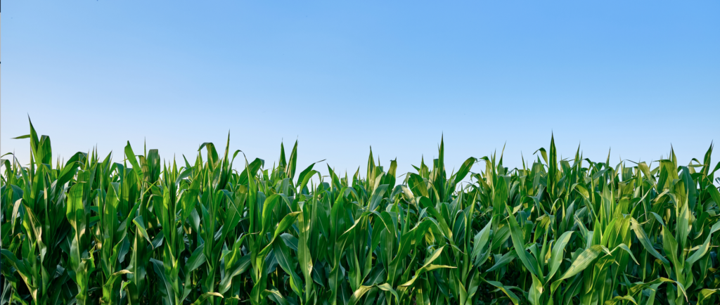 Corn Field Hero Image
