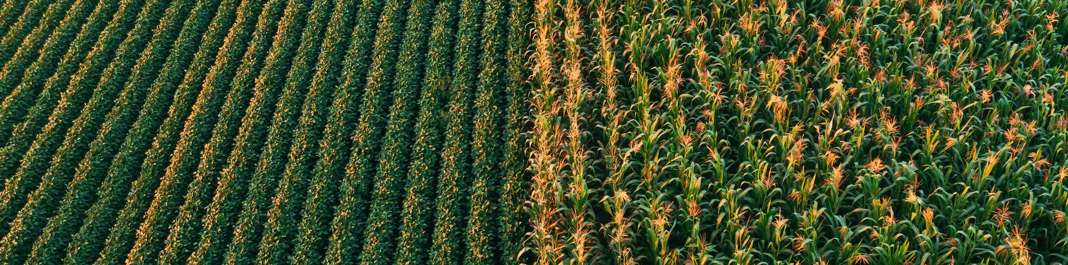 Aerial shot of cultivated soybean and corn field from drone