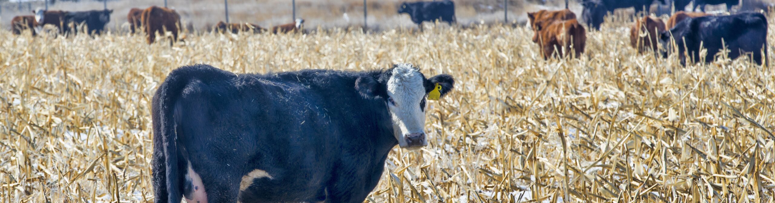 A group of beef cattle in a field.